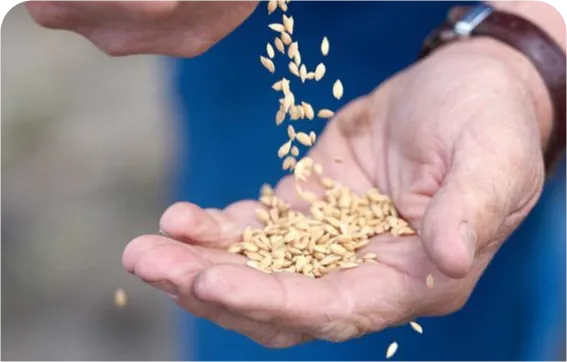 米選購前的確認清單 SUNDA